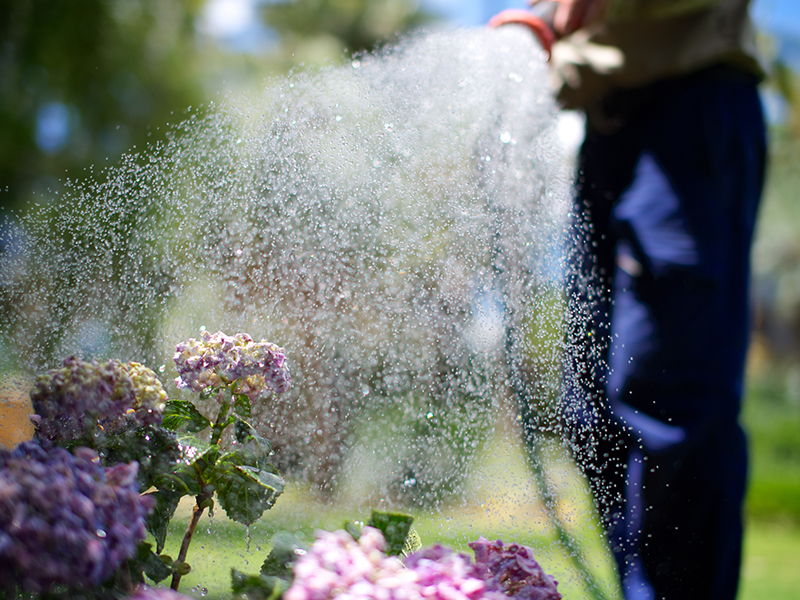 Image of a person watering a garden