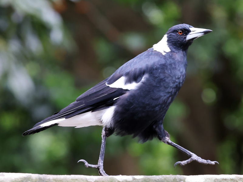 Australian Magpie