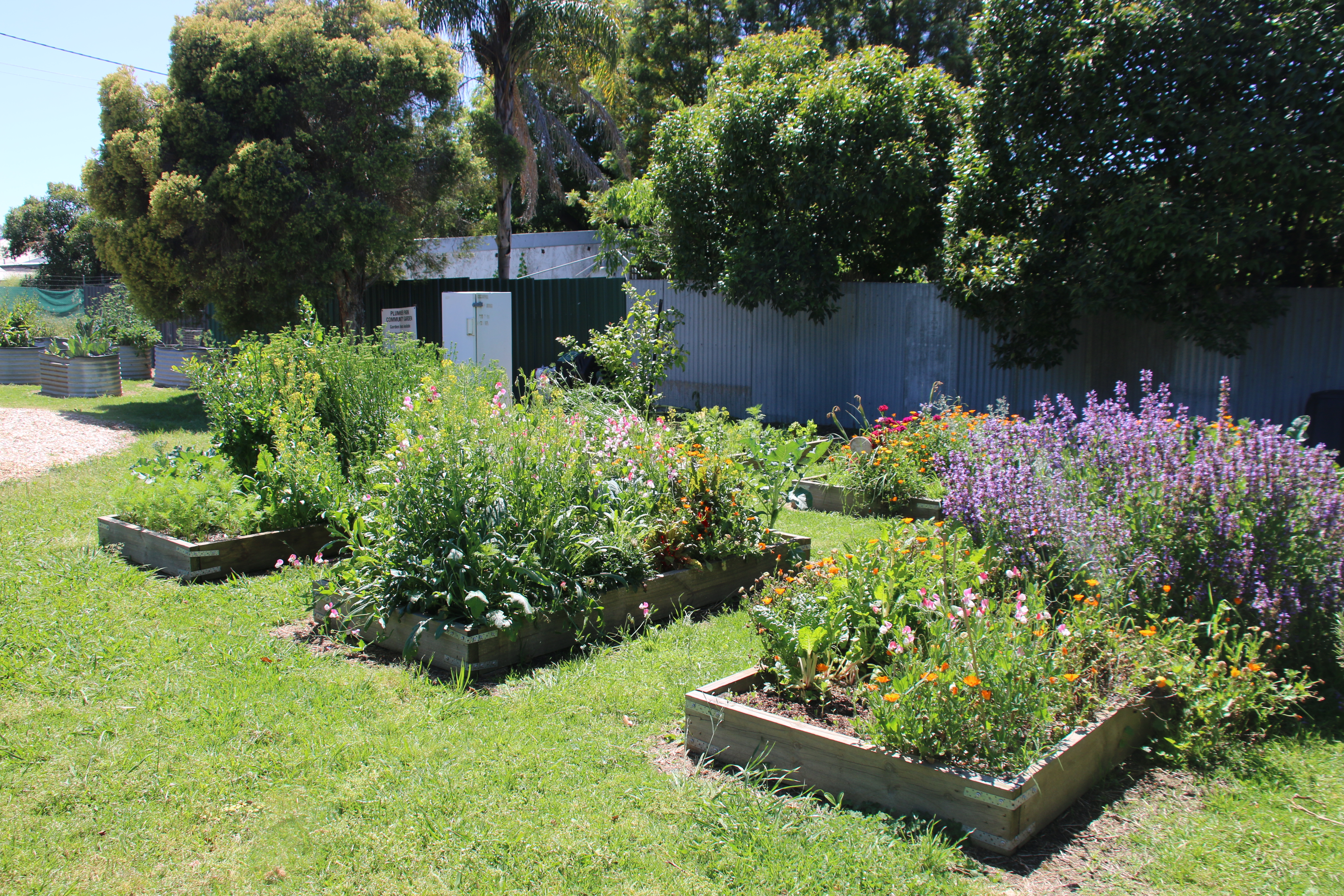Various raised and wicking garden beds with flowers, herbs and vegetables growing.
