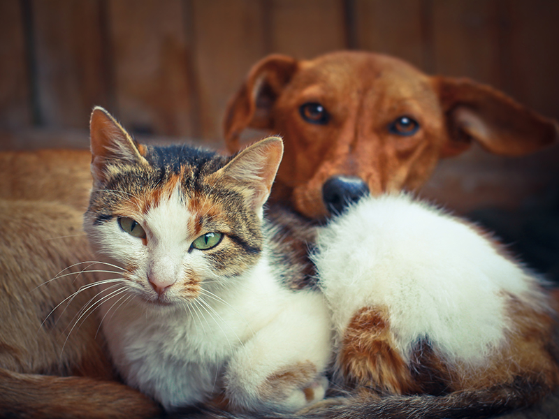 Image of a cat and dog