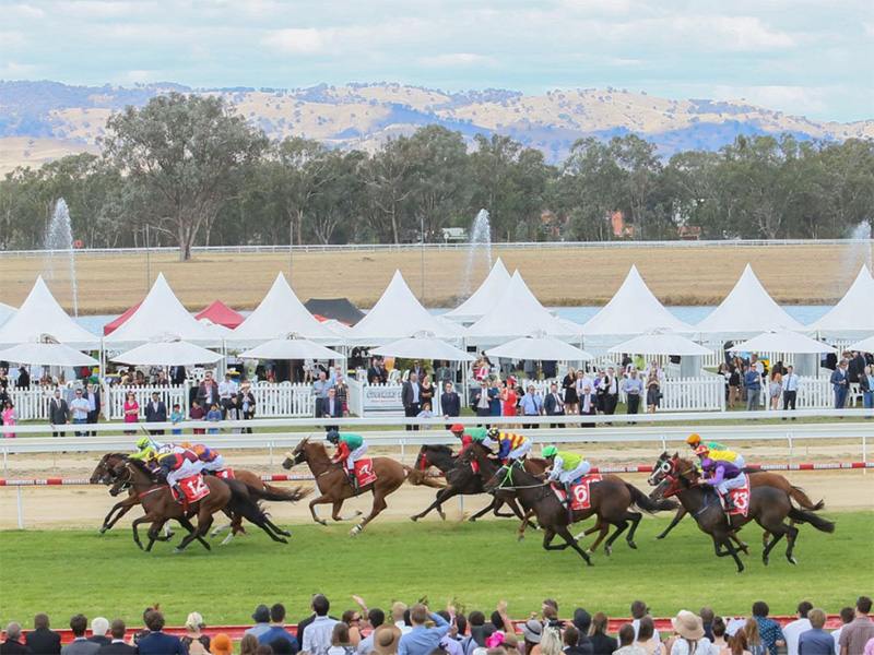 Albury Gold Cup horses racing