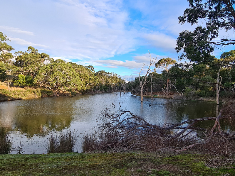 Dam with trees around it